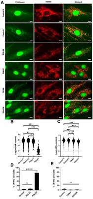 Nucleoside supplements as treatments for mitochondrial DNA depletion syndrome